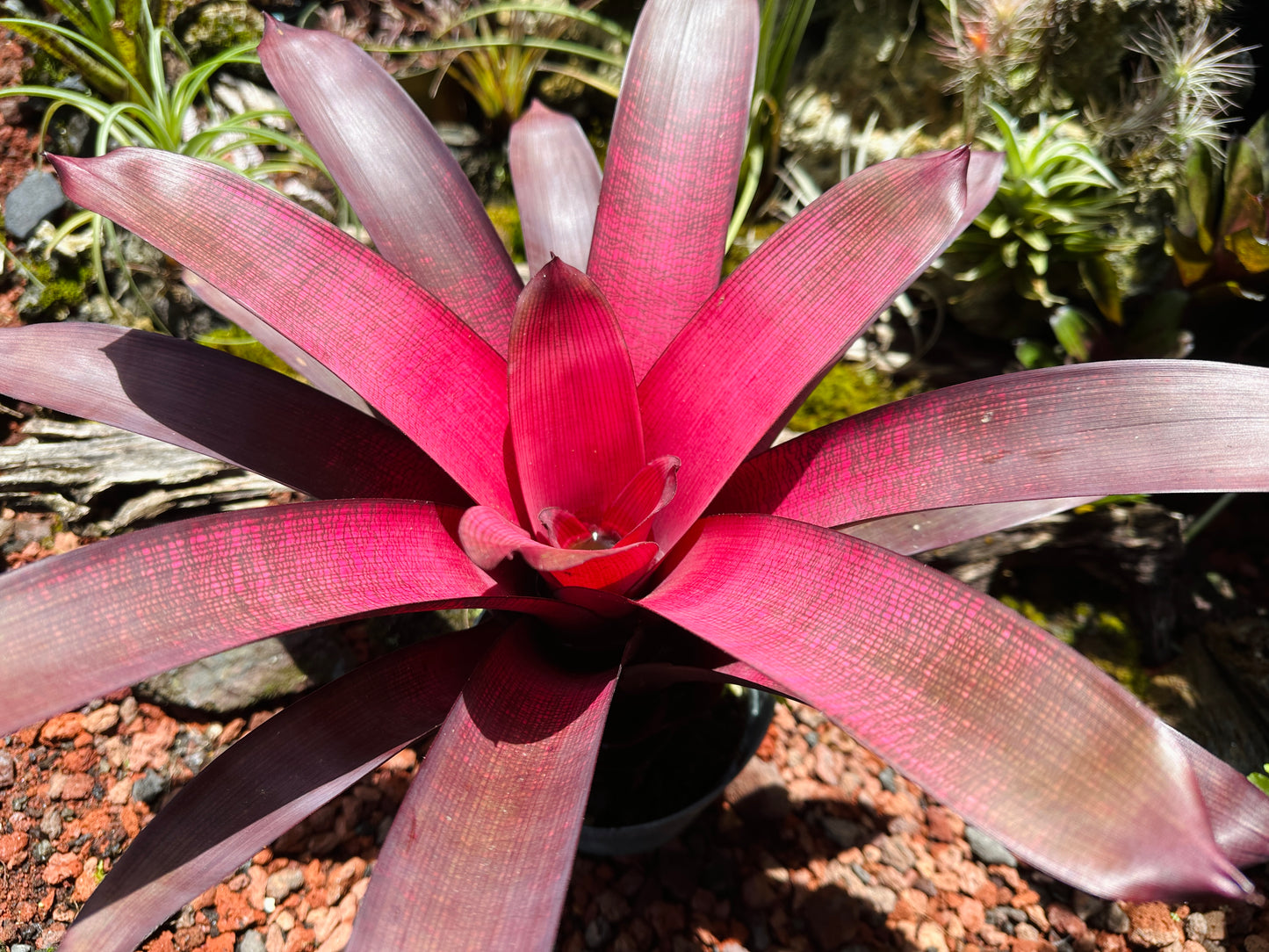 Vriesea ‘Red Dragon’