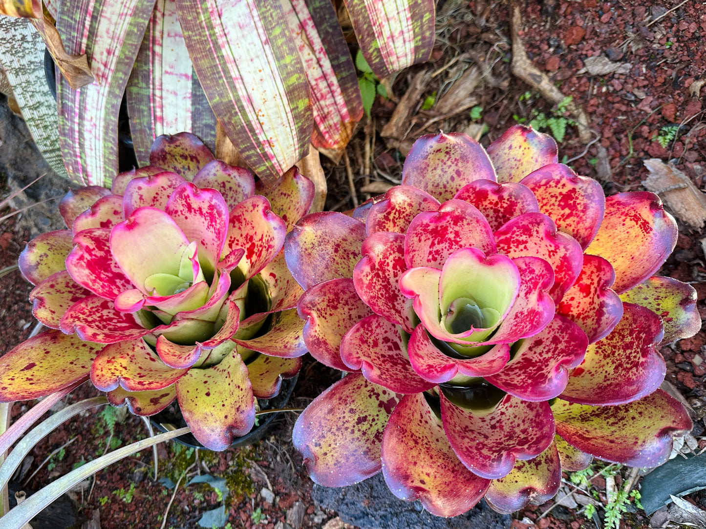 Neoregelia ‘John Hirota’