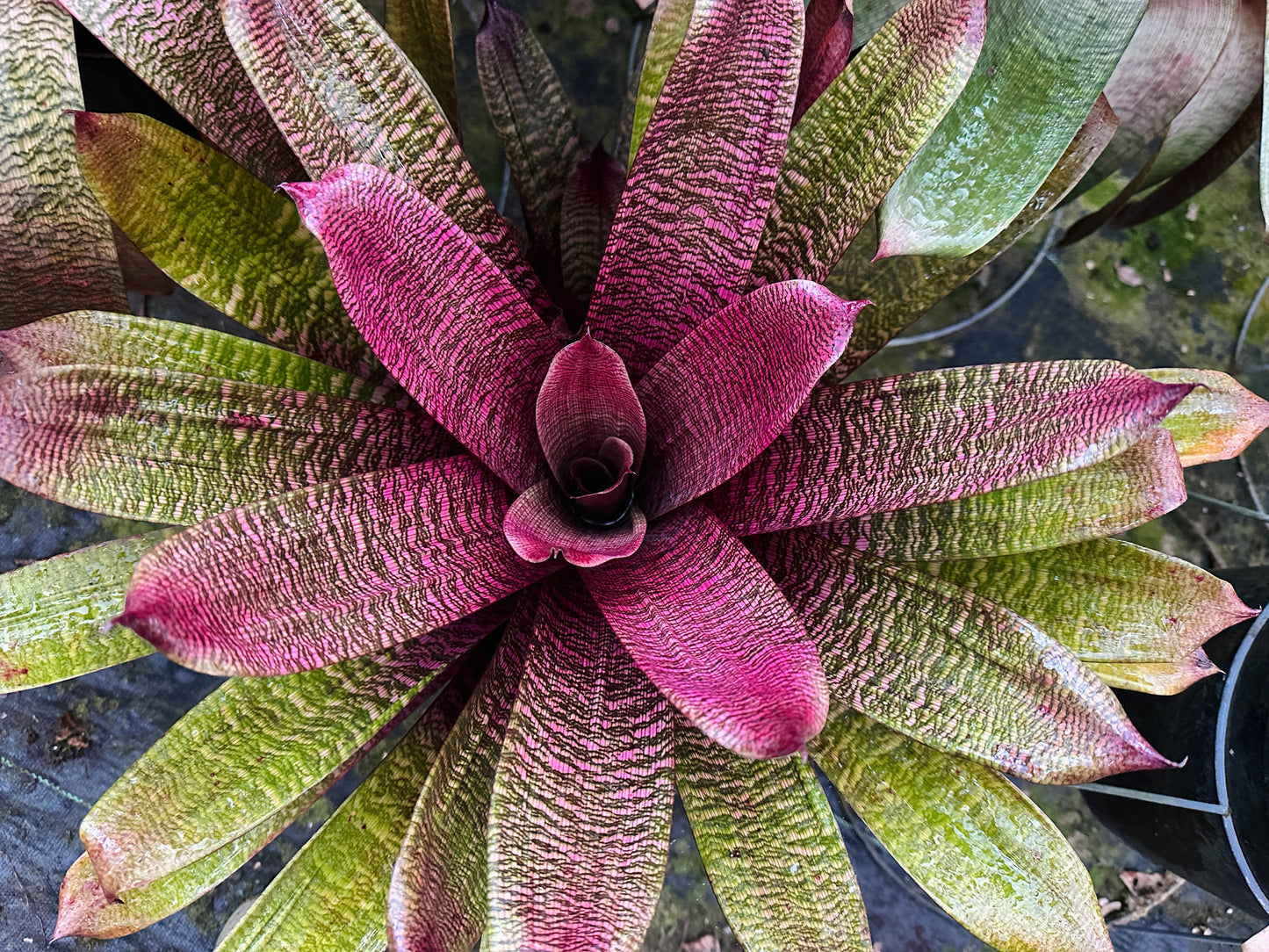 Vriesea ‘Royal Hawaiian Sunset’