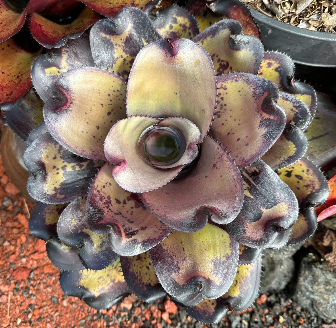 Neoregelia ‘Midnight Ninja’