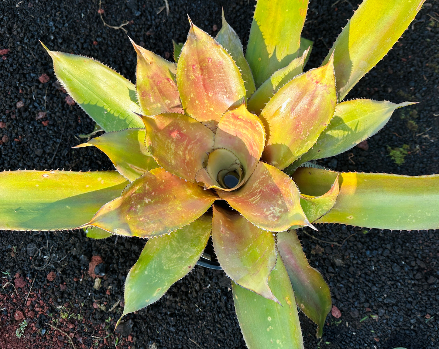 Hohenbergia ‘Megatron’