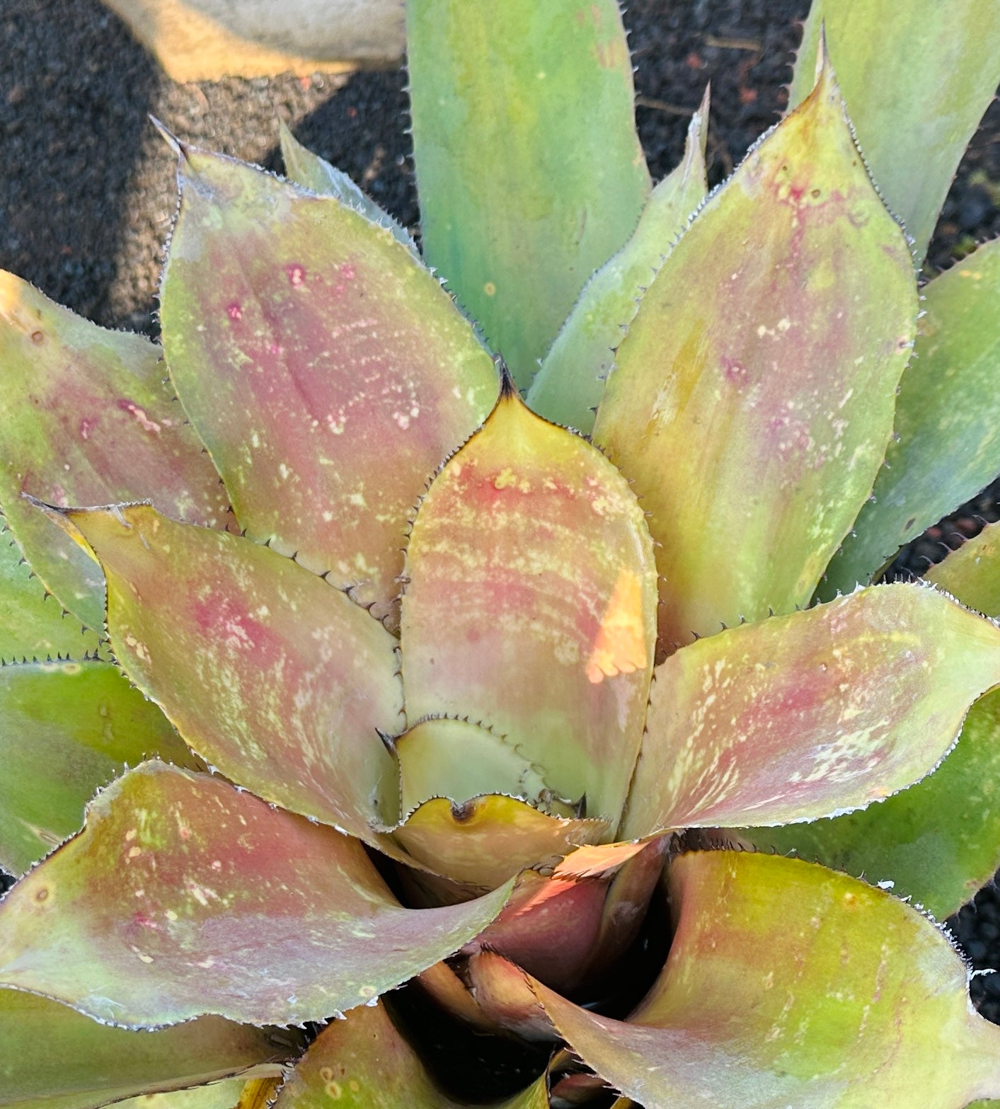 Hohenbergia ‘Megatron’