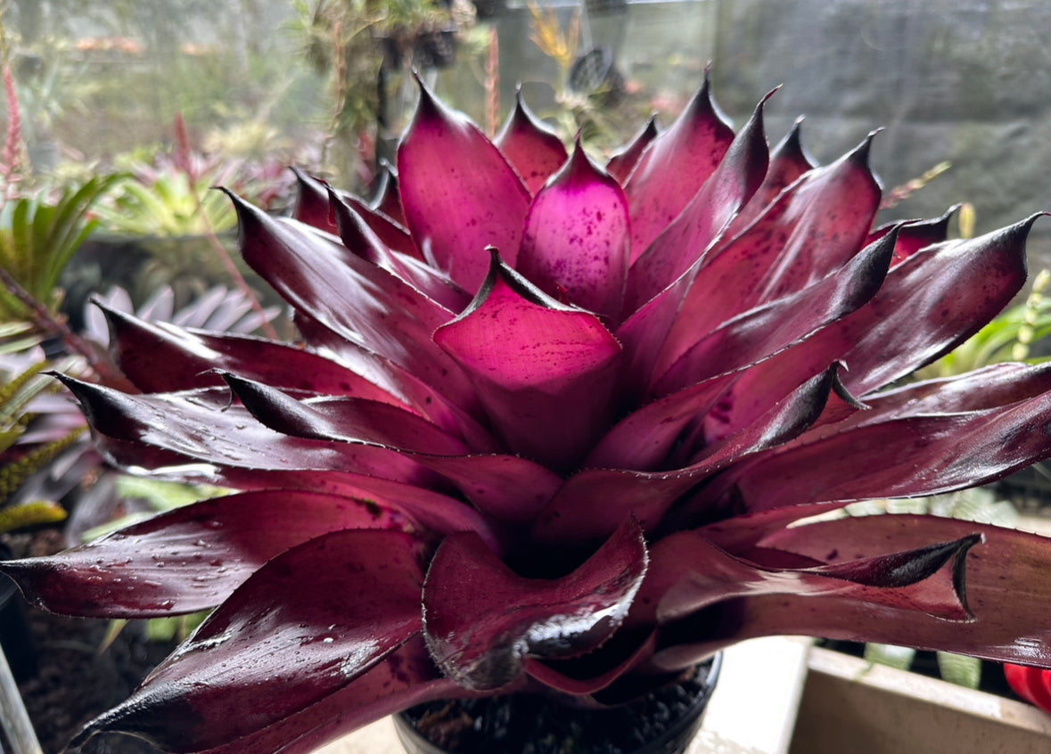 Neoregelia ‘Pahoa Days’