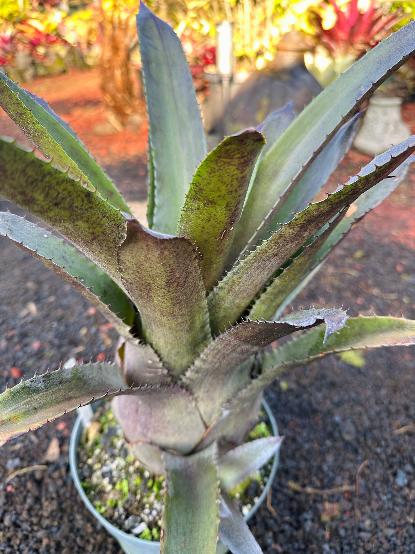 Hohenbergia ‘Goblet’