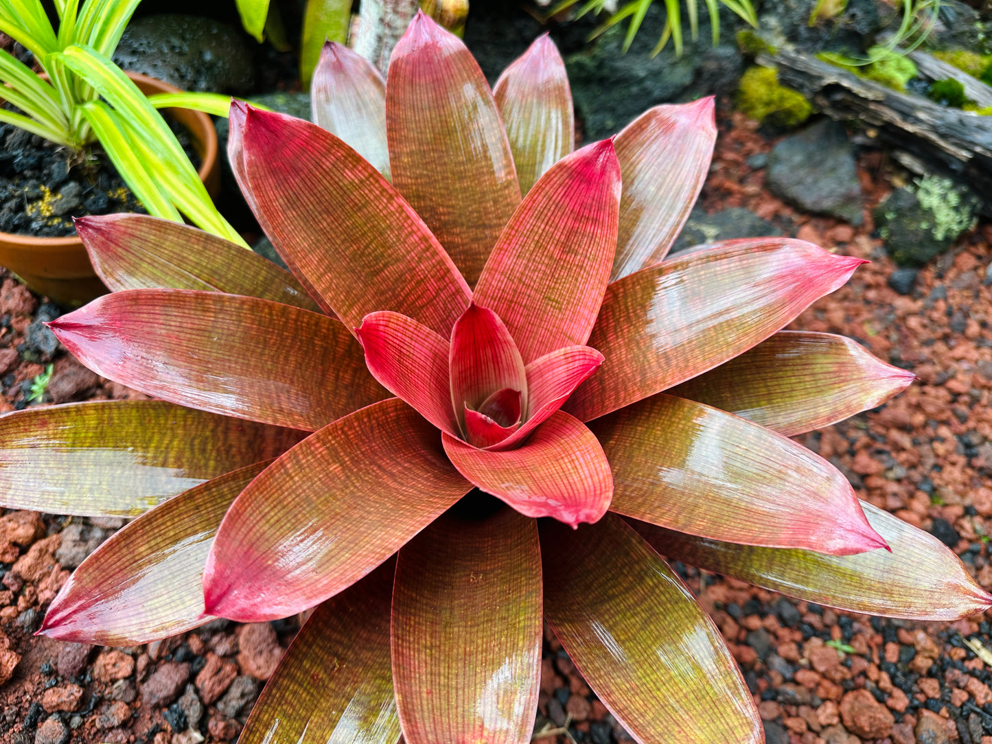 Vriesea ‘Ku’ulei’ cv. ‘Ula’ula