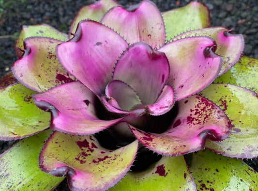 Neoregelia ‘Kohala Sunset’
