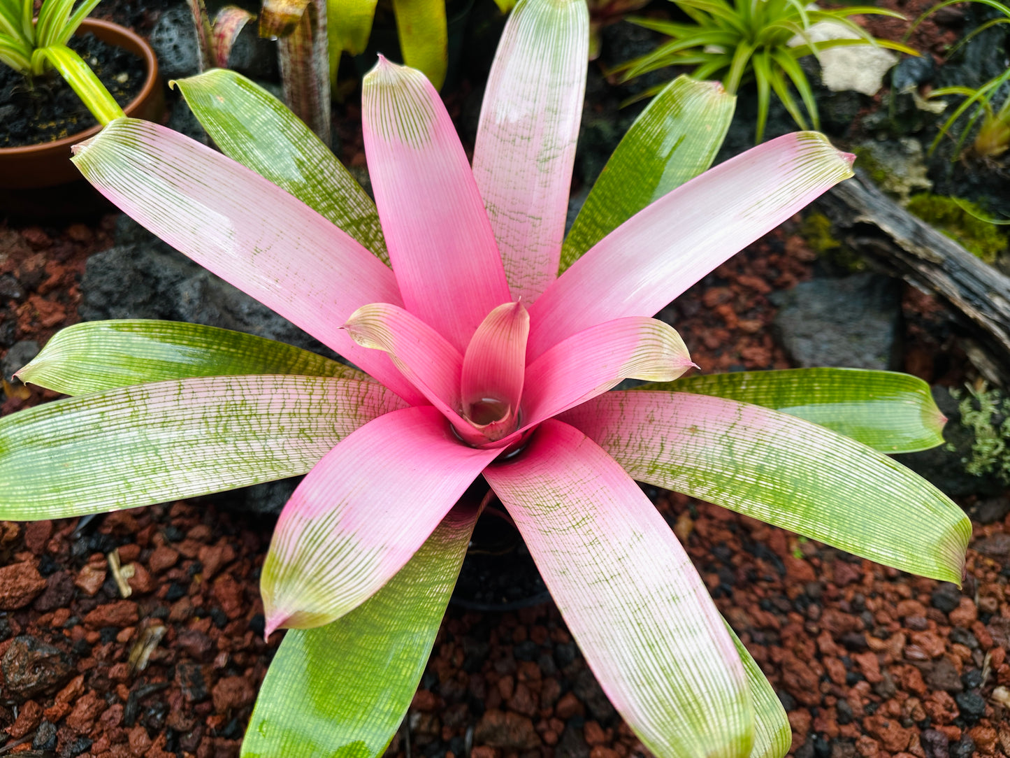 Vriesea ‘Hawaiian Pink Lady’