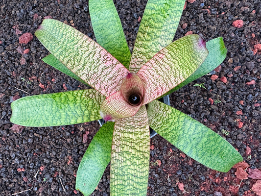 Vriesea ‘Eloise Choo’ x ‘Kelci and Jeff’