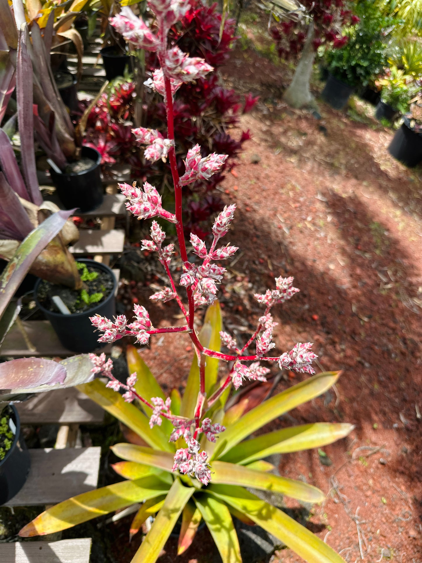 Hohenbergia ‘Razor Blade’