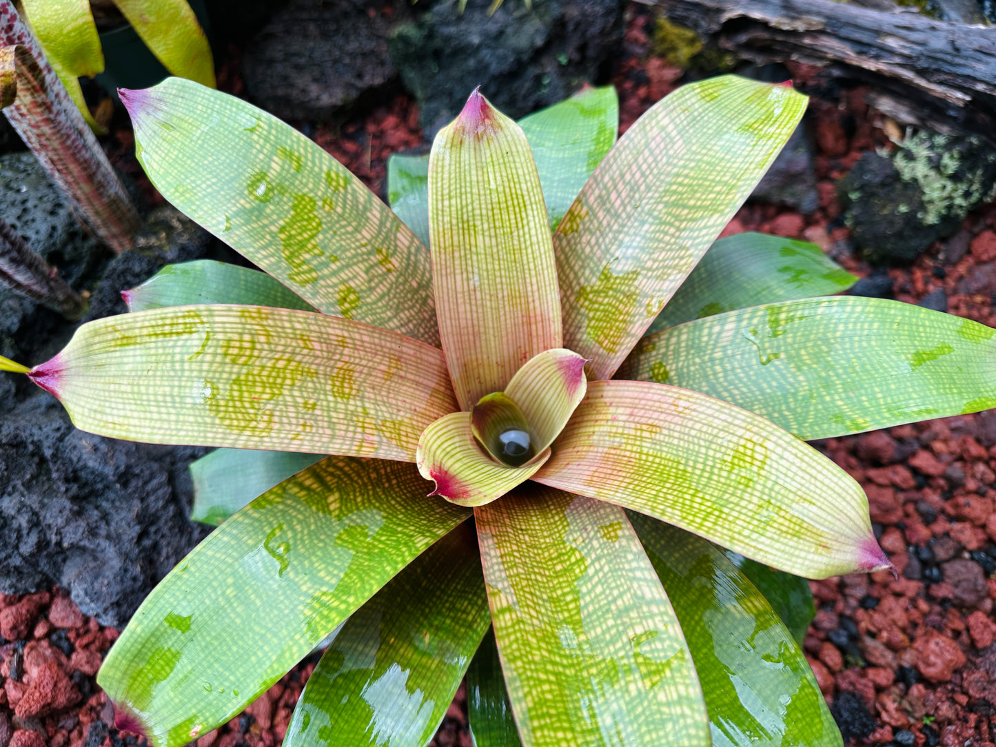 Vriesea fenestralis x ‘Golden Warrior’
