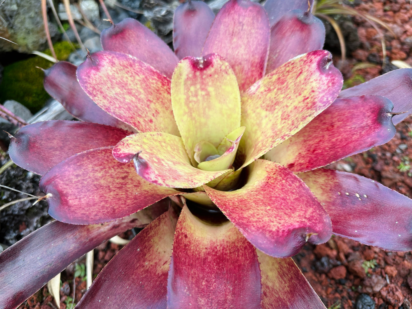 Neoregelia Gold Fever x (Carcharodon Tiger x Ornato)