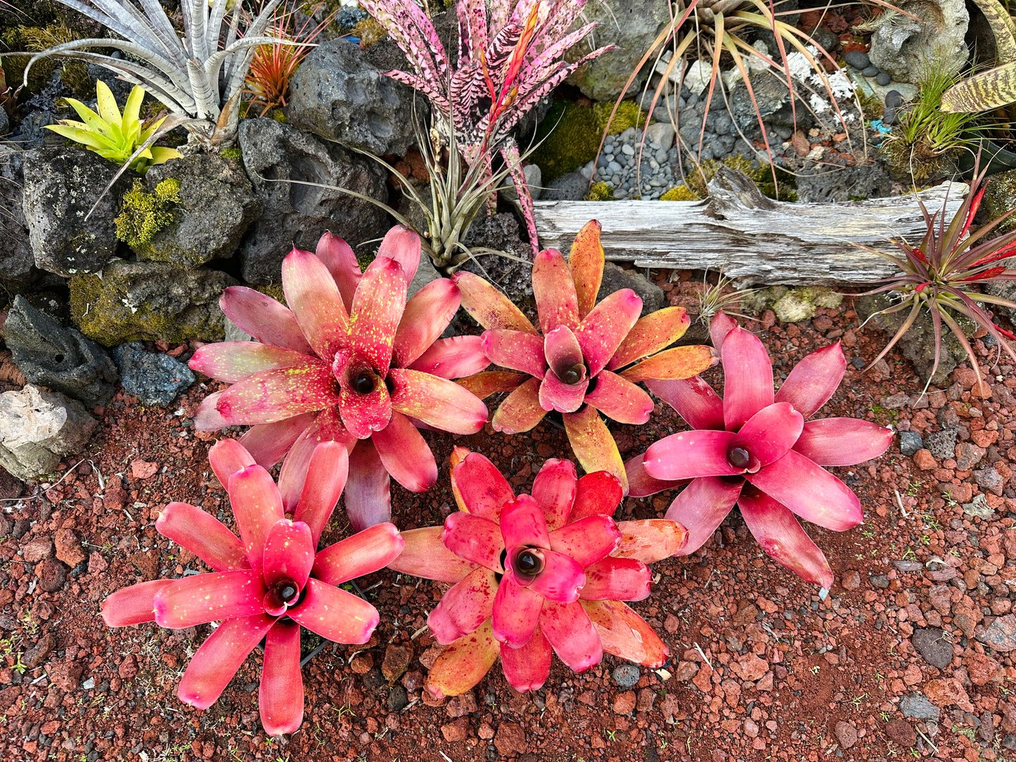 Assorted Neoregelia