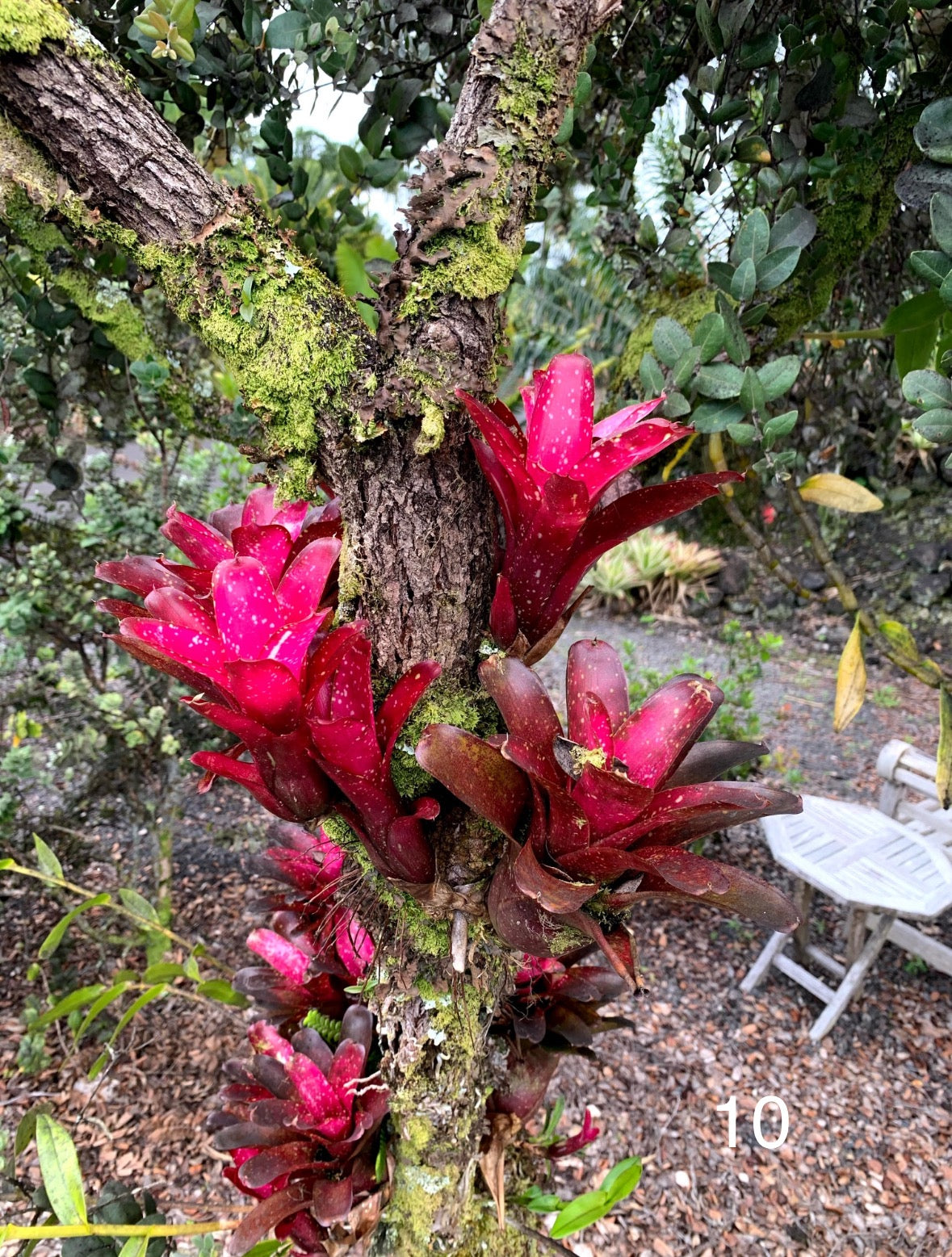 Assorted Neoregelia Minis