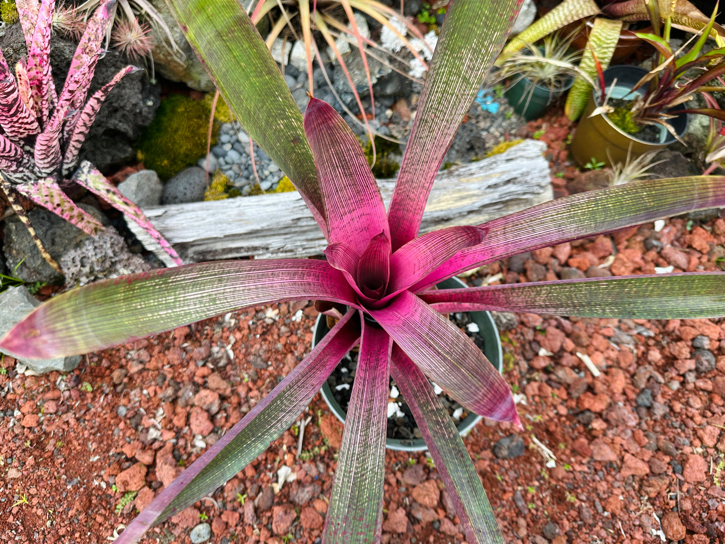 Vriesea ‘Ku’ulei Nani’