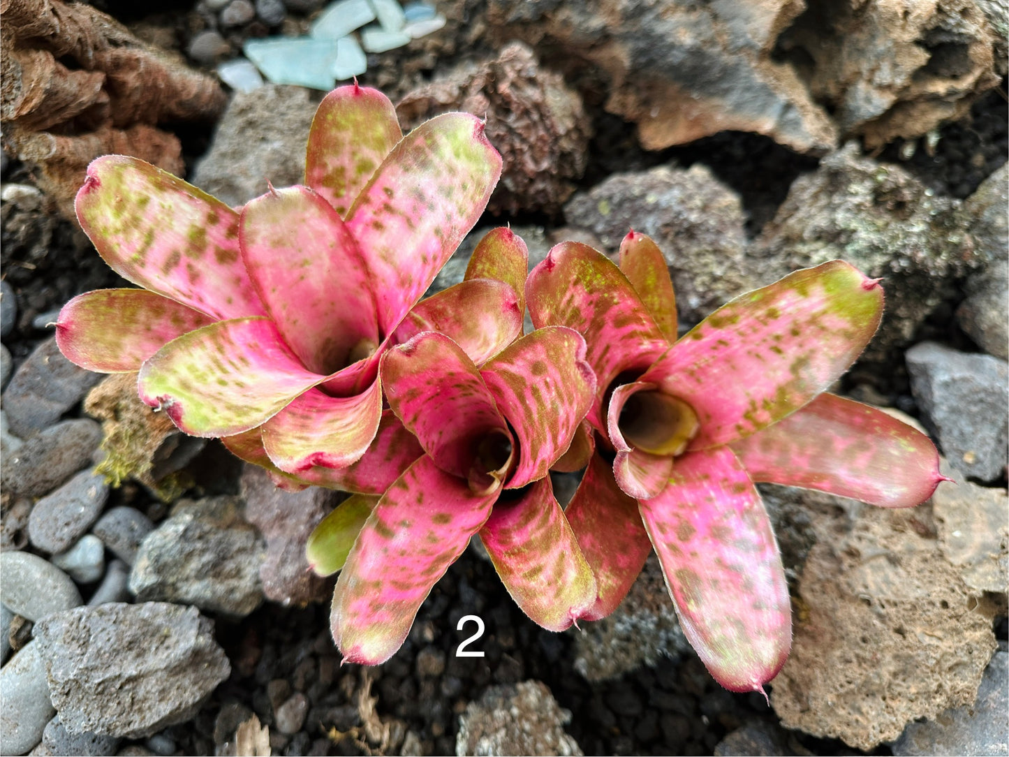 Assorted Neoregelia Minis