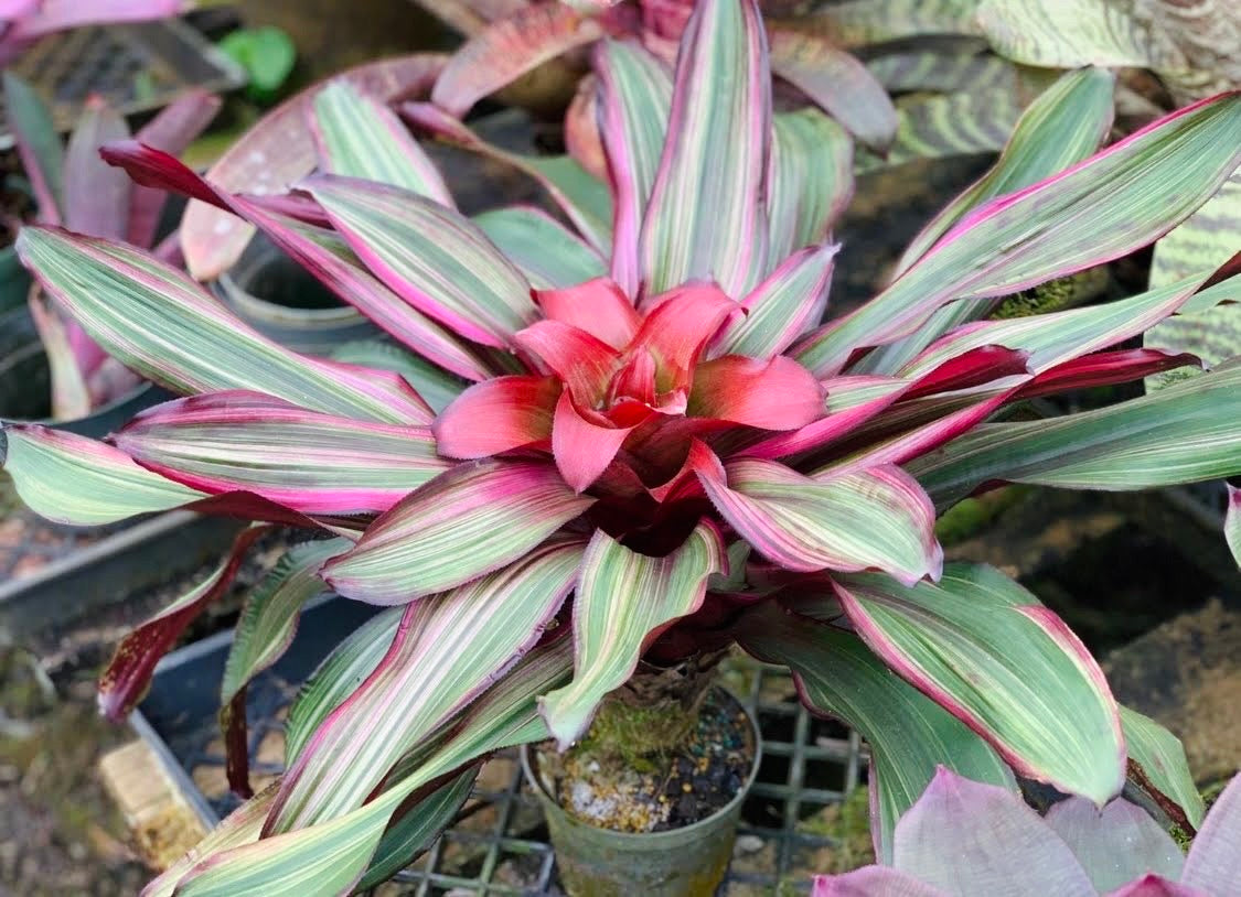 Nidularium ‘Ruby Lee’
