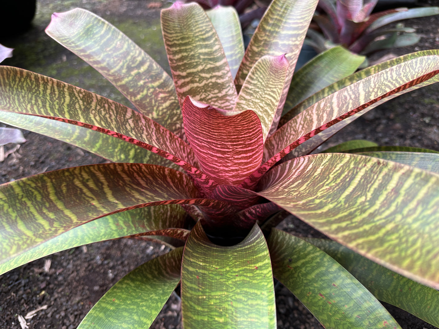 Vriesea ‘Haleiwa Sunset’