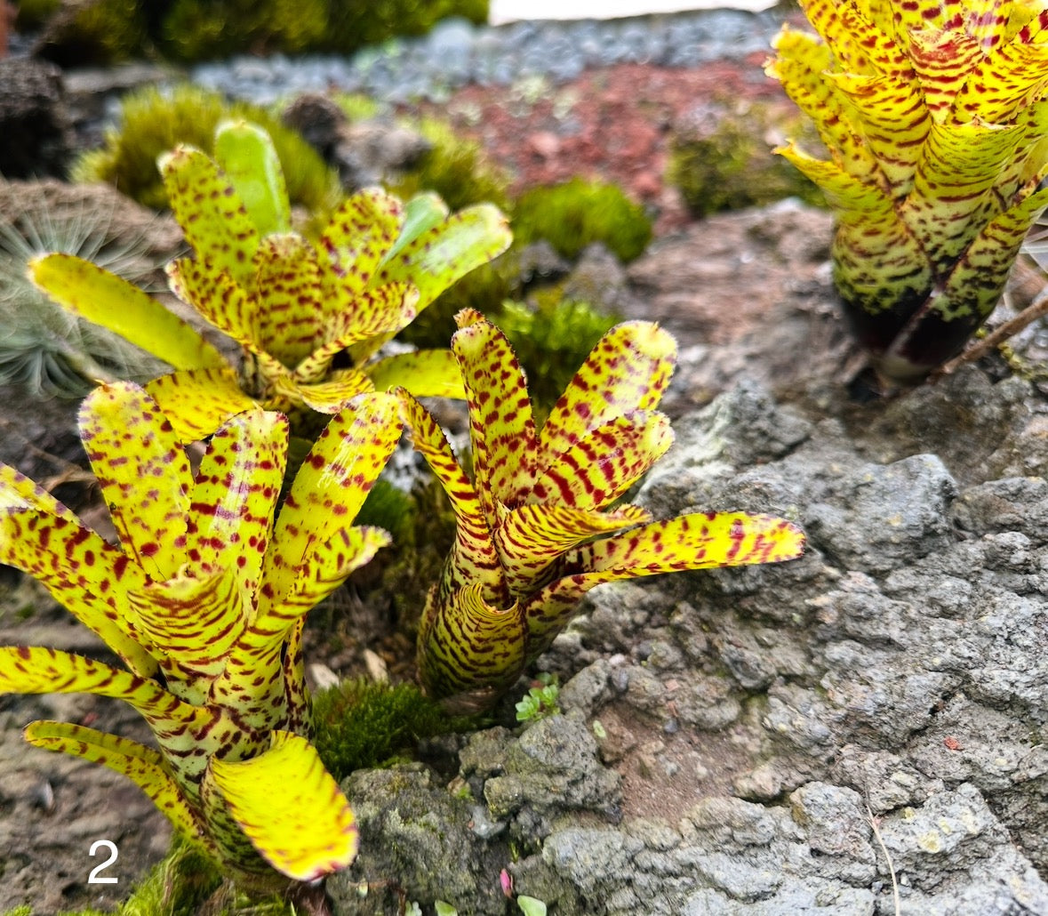 Assorted Neoregelia Minis