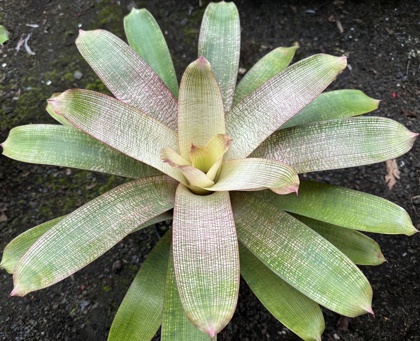 Vriesea ‘Hawaiian Pink Lady’ F2