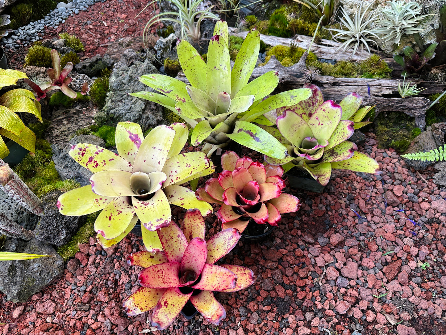 Assorted Neoregelia