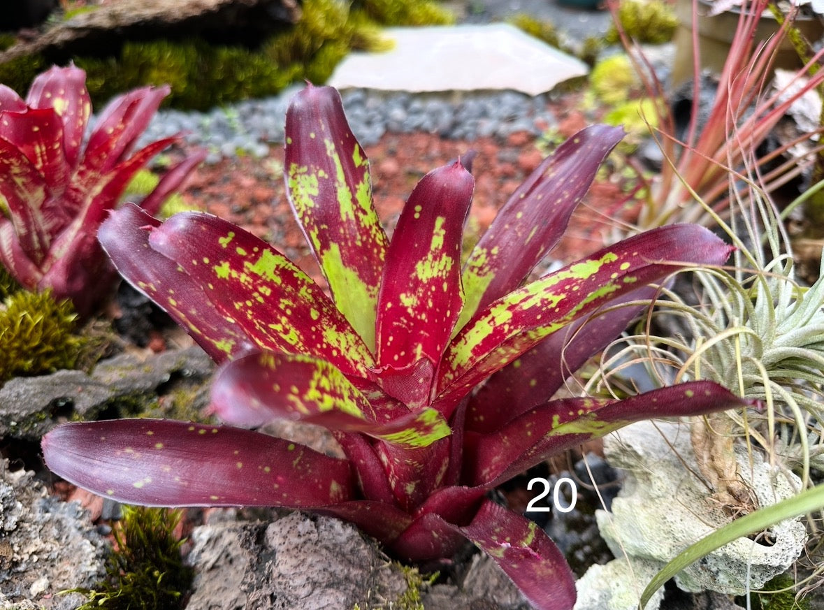 Assorted Neoregelia Minis