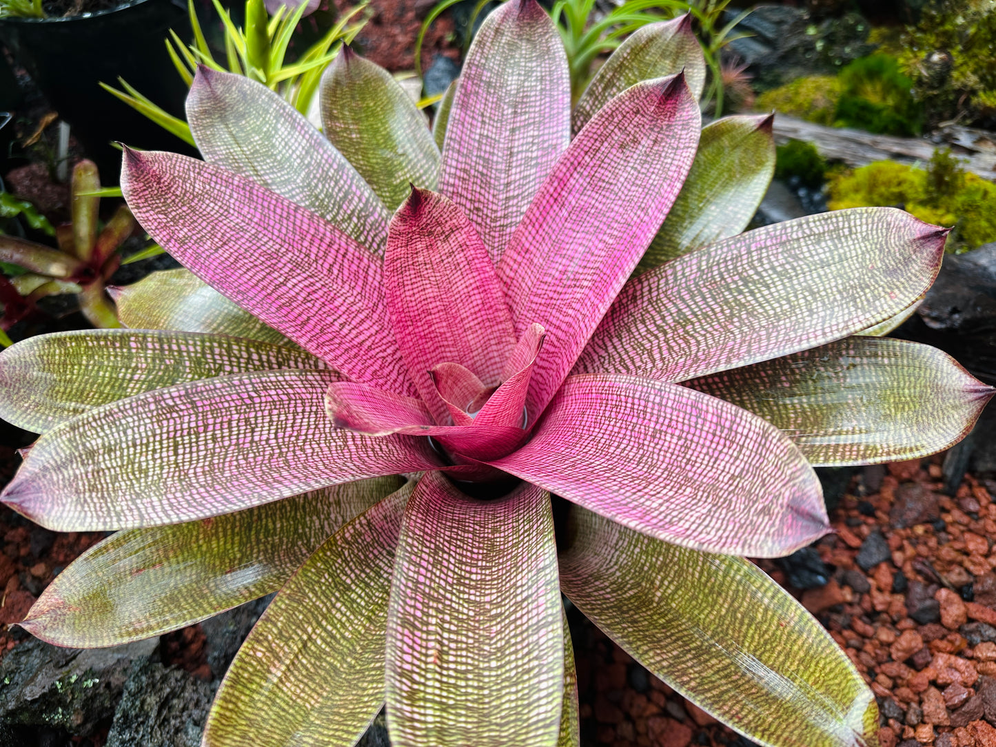 Vriesea hieroglyphica x ‘Pahoa Beauty’