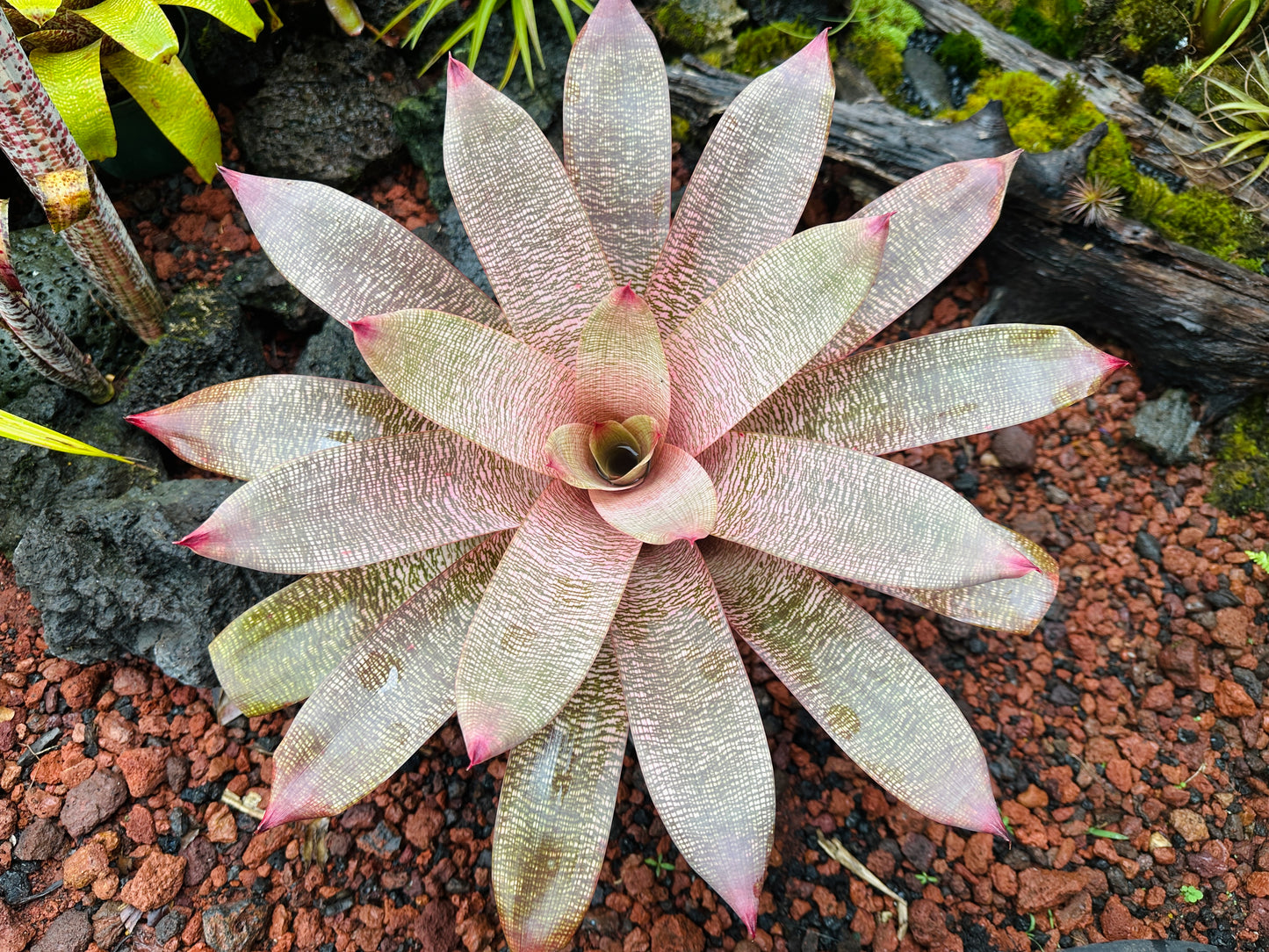 Vriesea ‘Hula Lady’