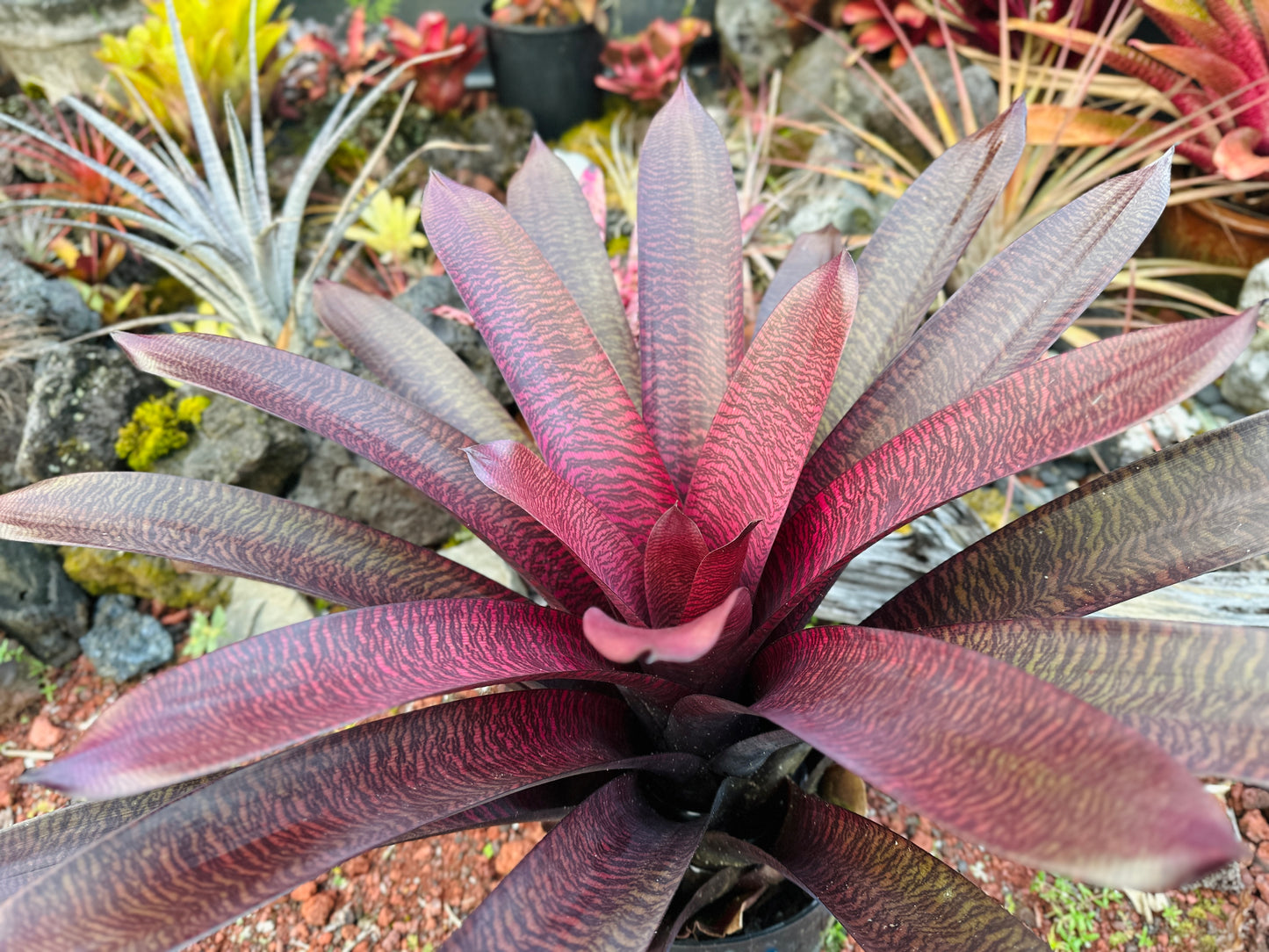 Vriesea ‘Hawaiian Tiger’