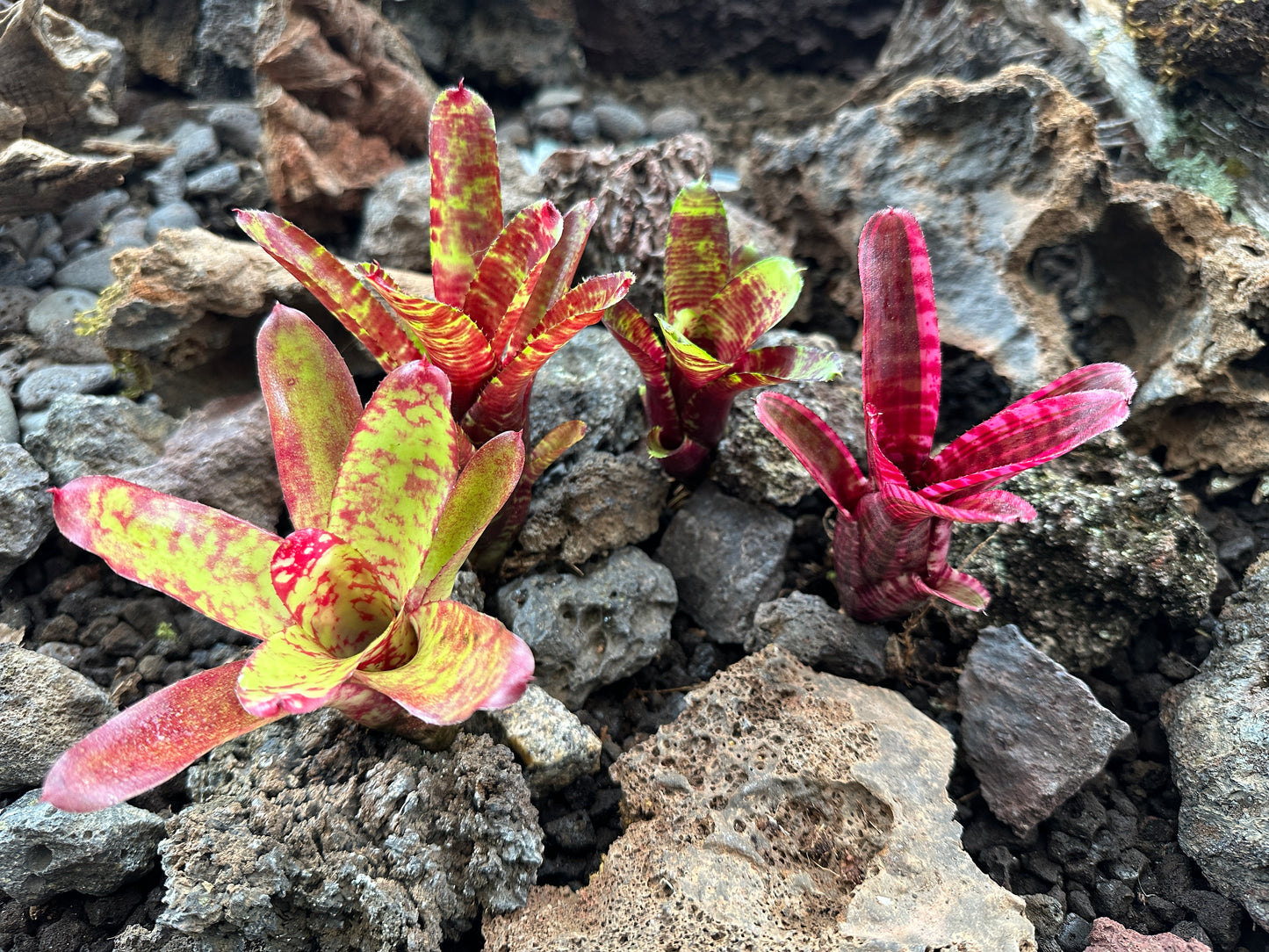 Assorted Neoregelia Minis