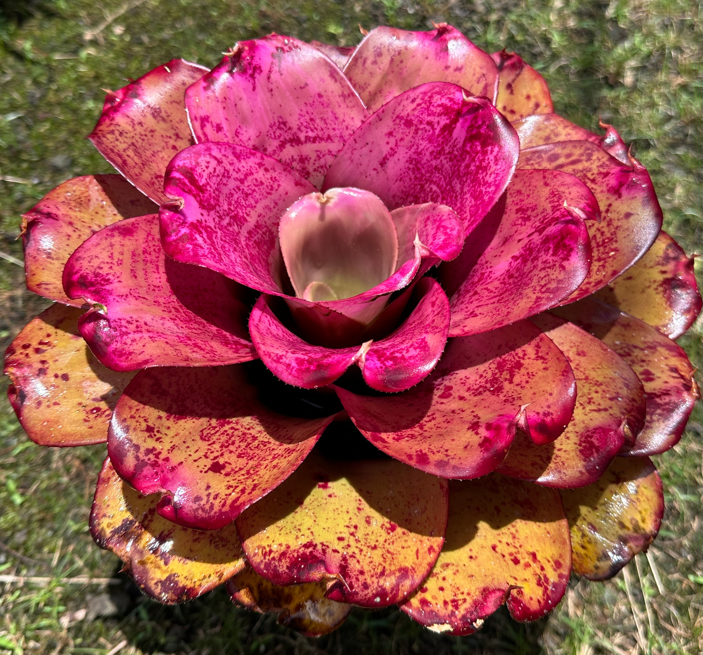 Neoregelia ‘Panaewa Princess’