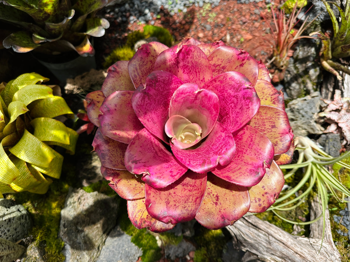 Neoregelia ‘Panaewa Princess’