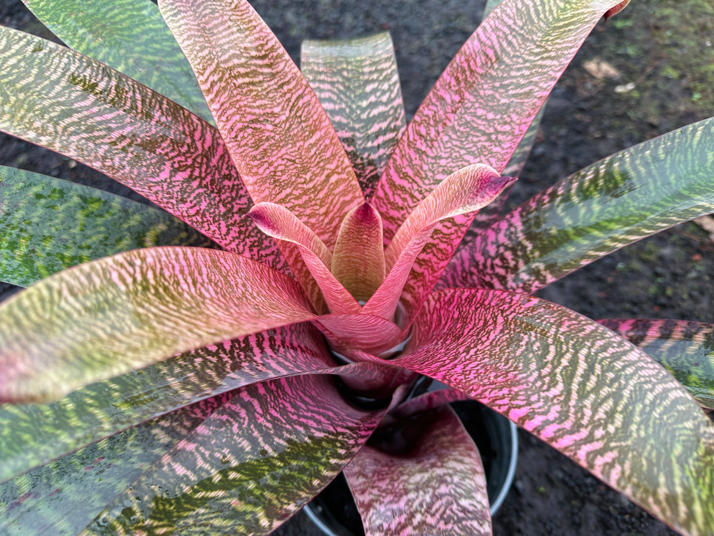 Vriesea ‘Hawaiian Pink Tiger’