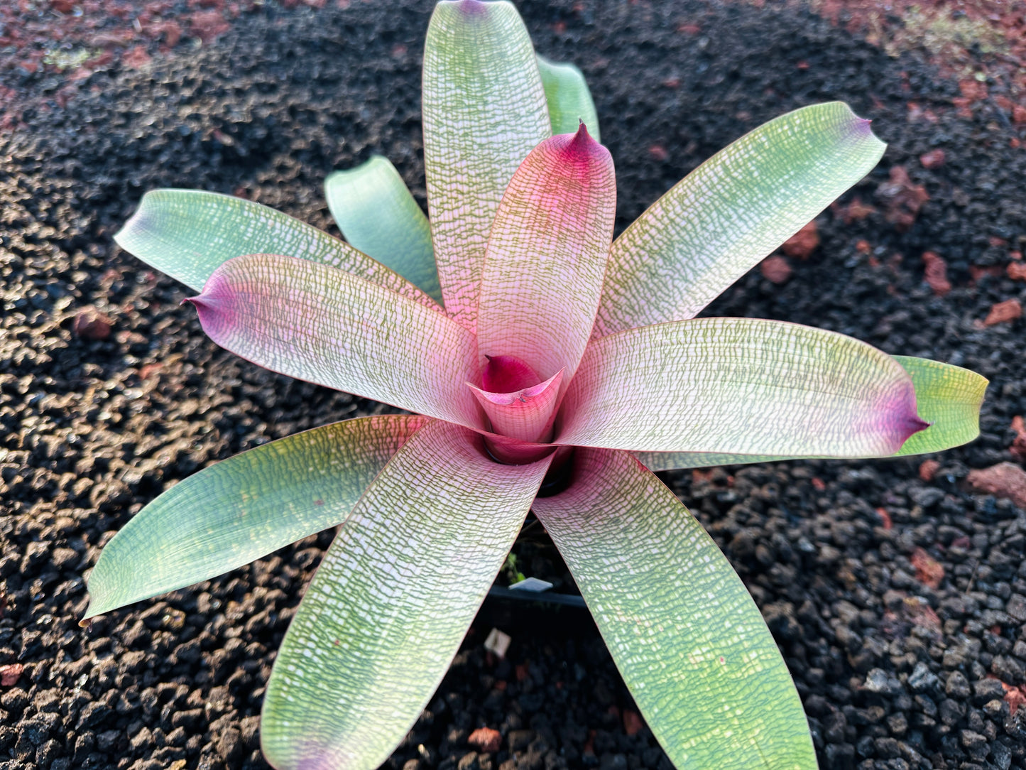 Vriesea ‘Hawaiian Peach’ F2