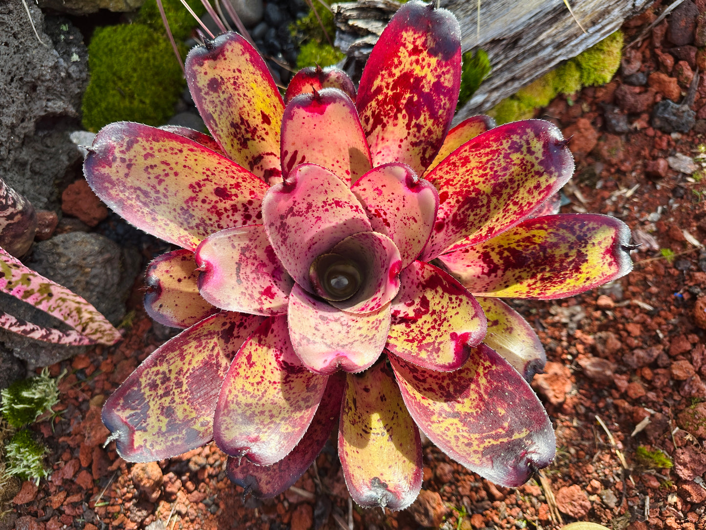 Neoregelia hybrid
