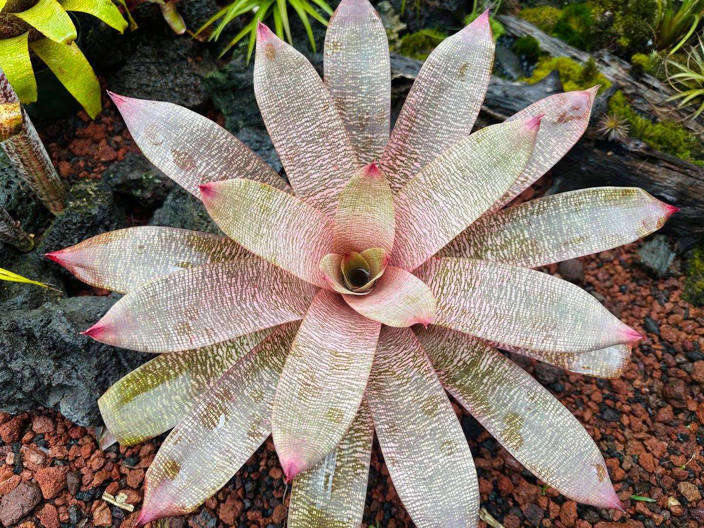 Vriesea ‘Hula Lady’