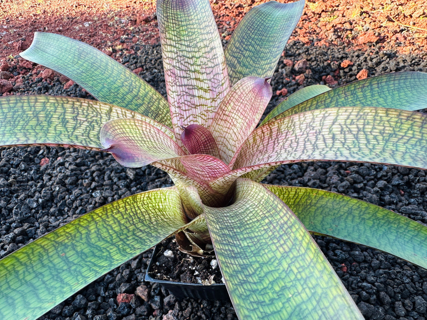 Vriesea (Hawaiian Ruby x Patrice) x ‘Kelci and Jeff’