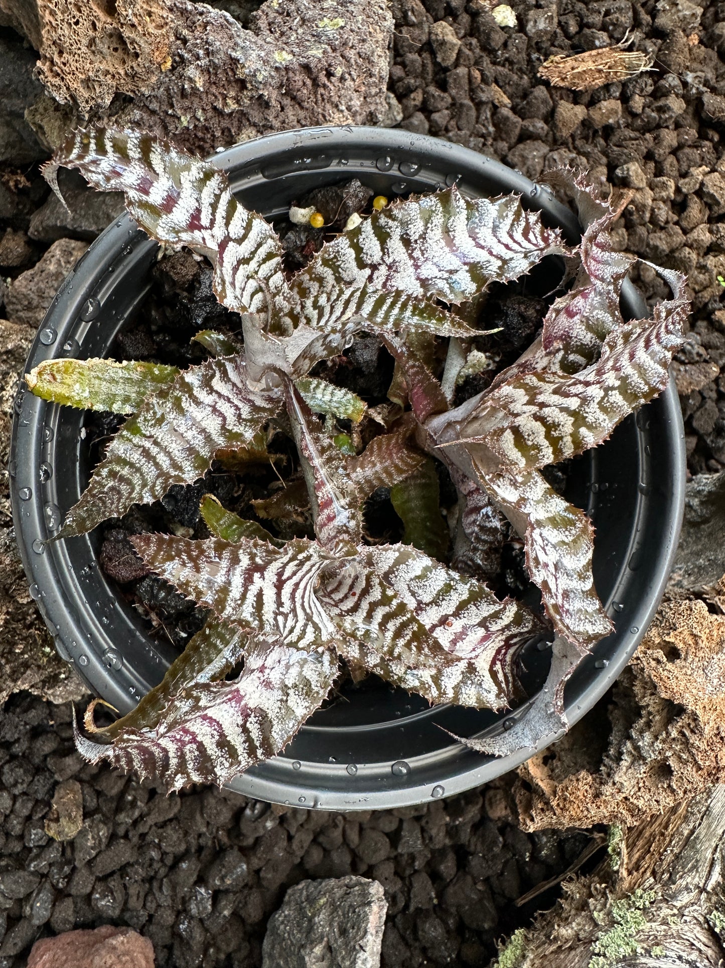 Cryptanthus Absolute Zero