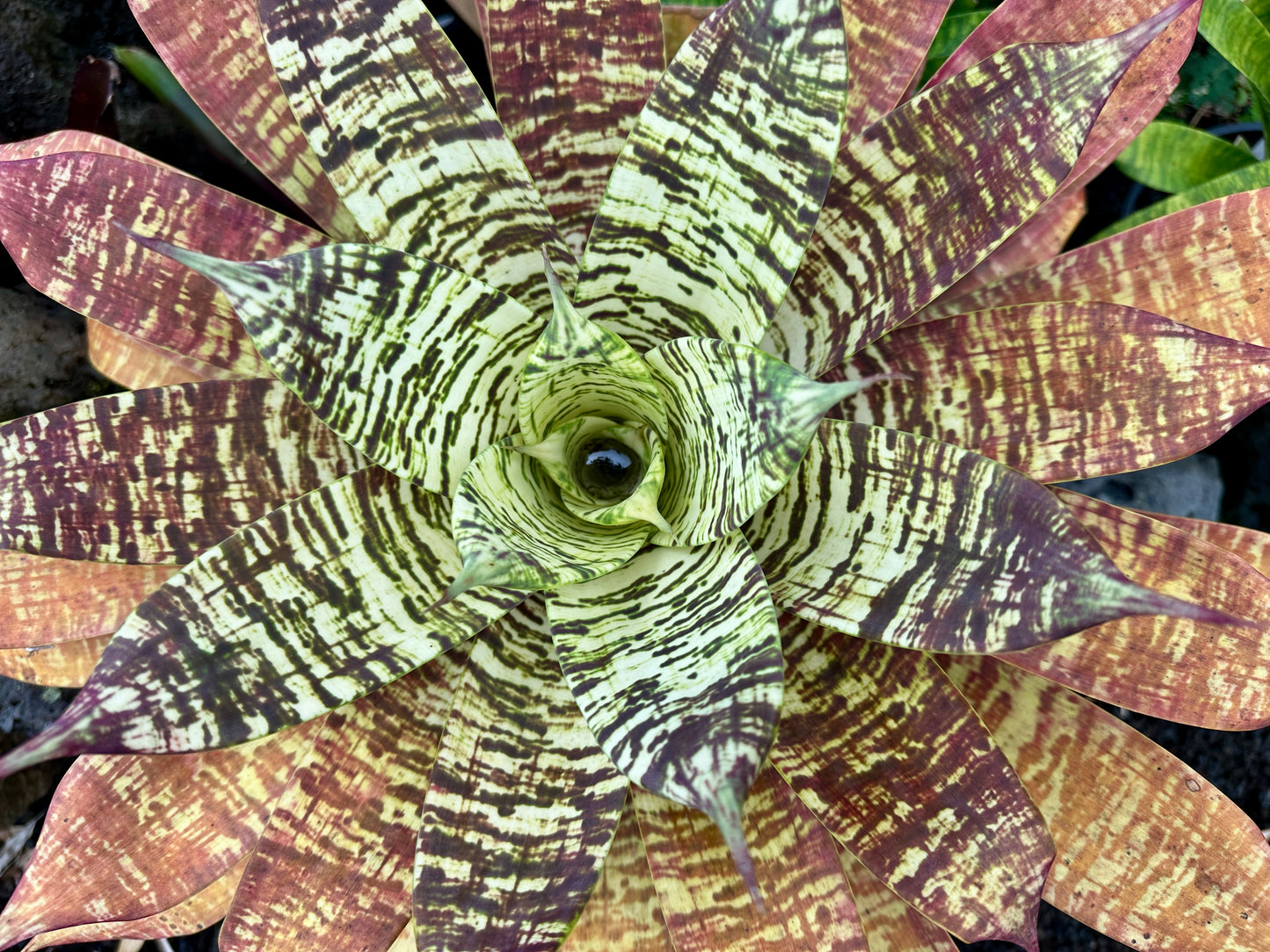 Goudaea Golden Dragon