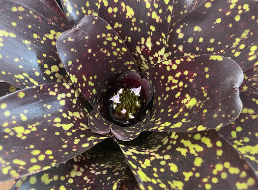 Neoregelia ‘Blueberry Muffin’ x ‘Jonathan Kajiwara’