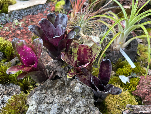 Assorted Neoregelia Minis