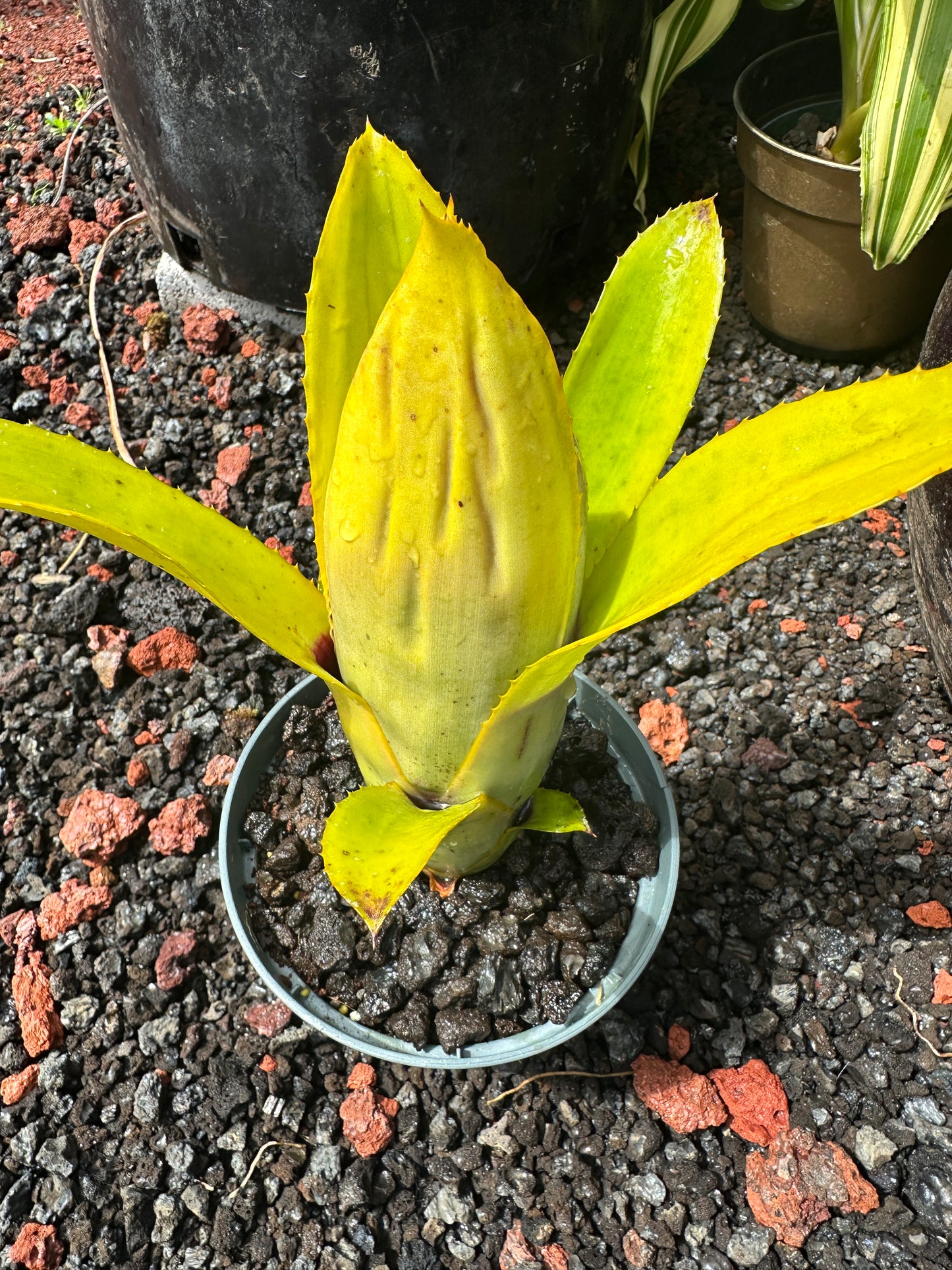 Aechmea brassicoides