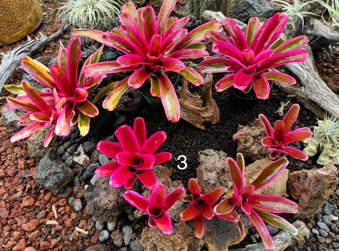 Assorted Neoregelia Minis