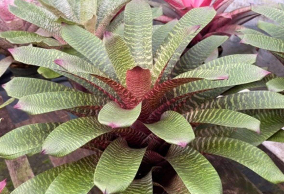 Vriesea ‘Haleiwa Sunset’