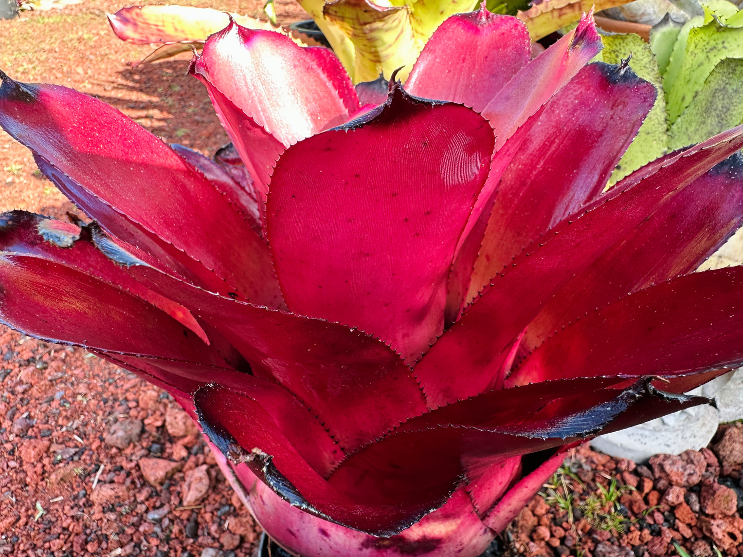 Neoregelia ‘Kilauea Tiger’