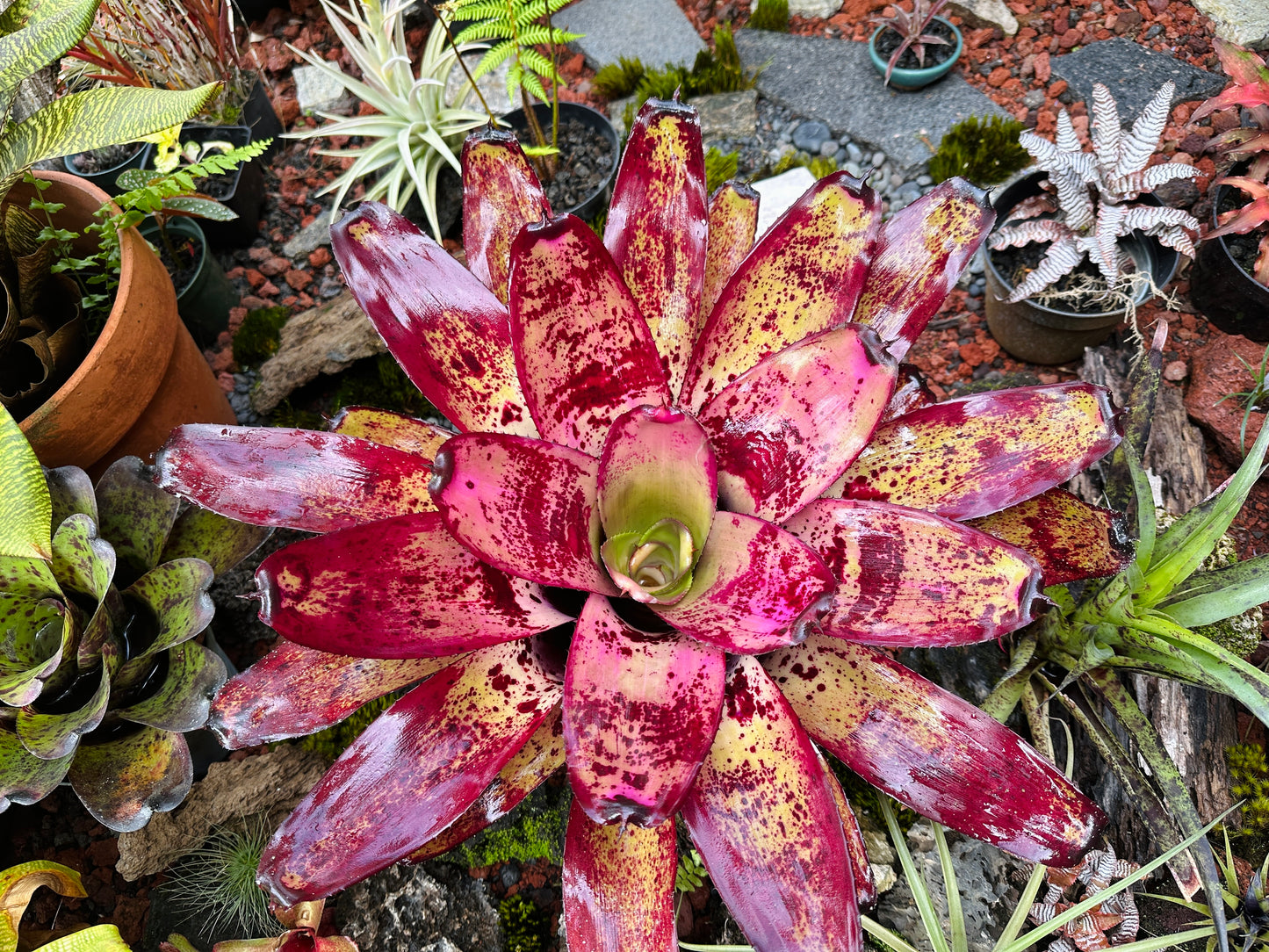 Neoregelia ‘Ninja’ x ‘Takemura Grande’