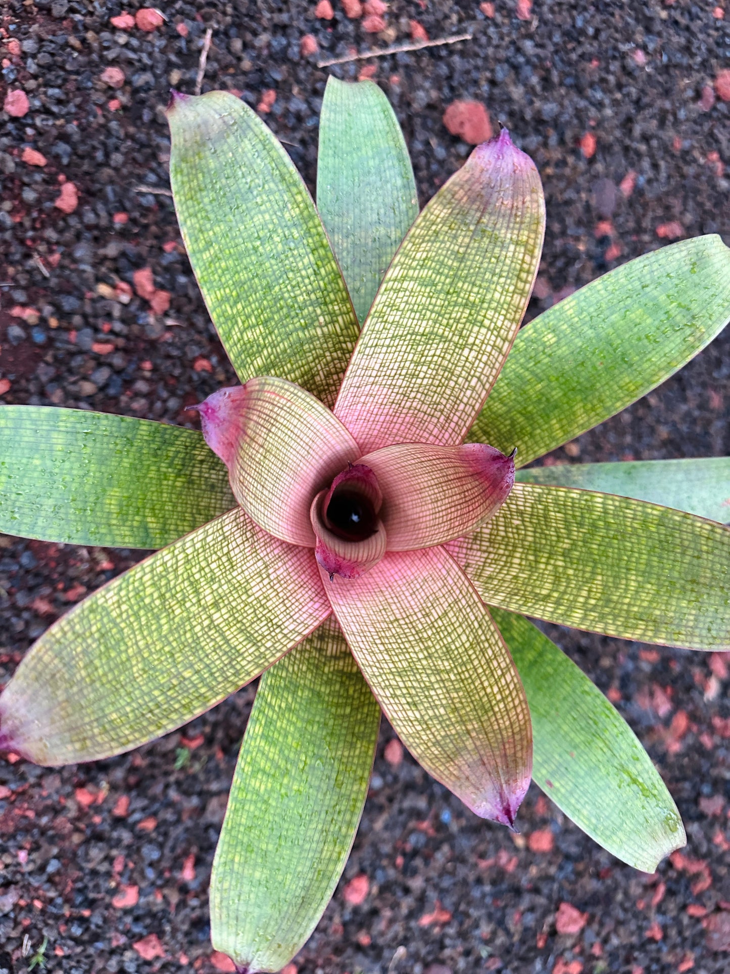 Vriesea ‘Mauna Kea’ F2