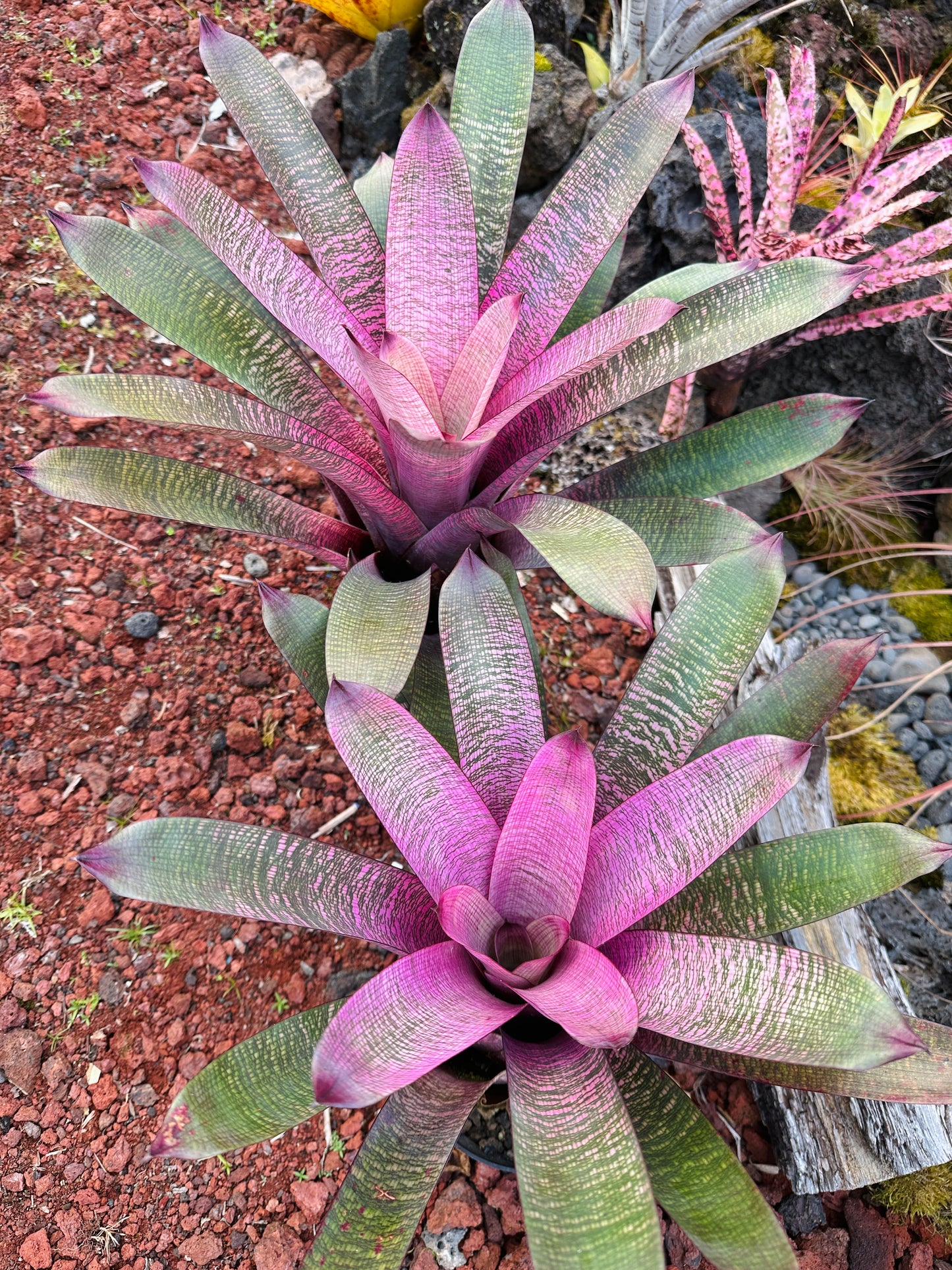 Vriesea ‘Miyoko’