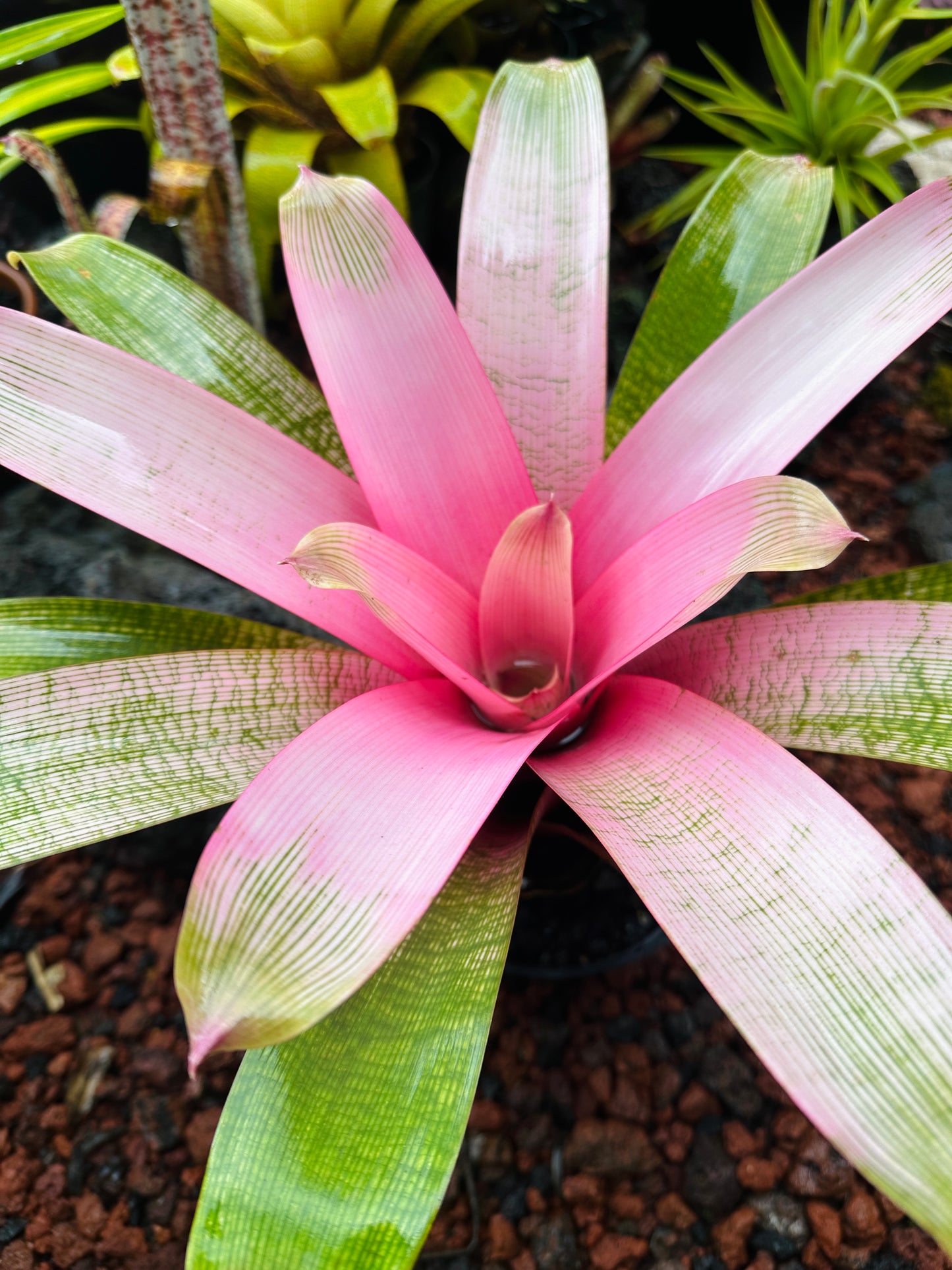 Vriesea ‘Hawaiian Pink Lady’