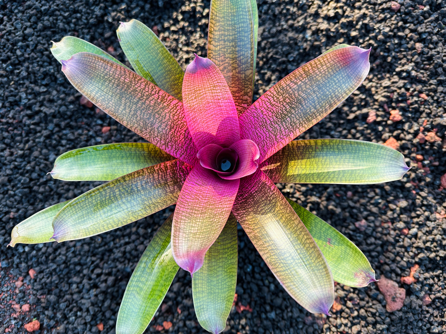 Vriesea ‘Dark Ninja’ x ‘Guava Sherbert’