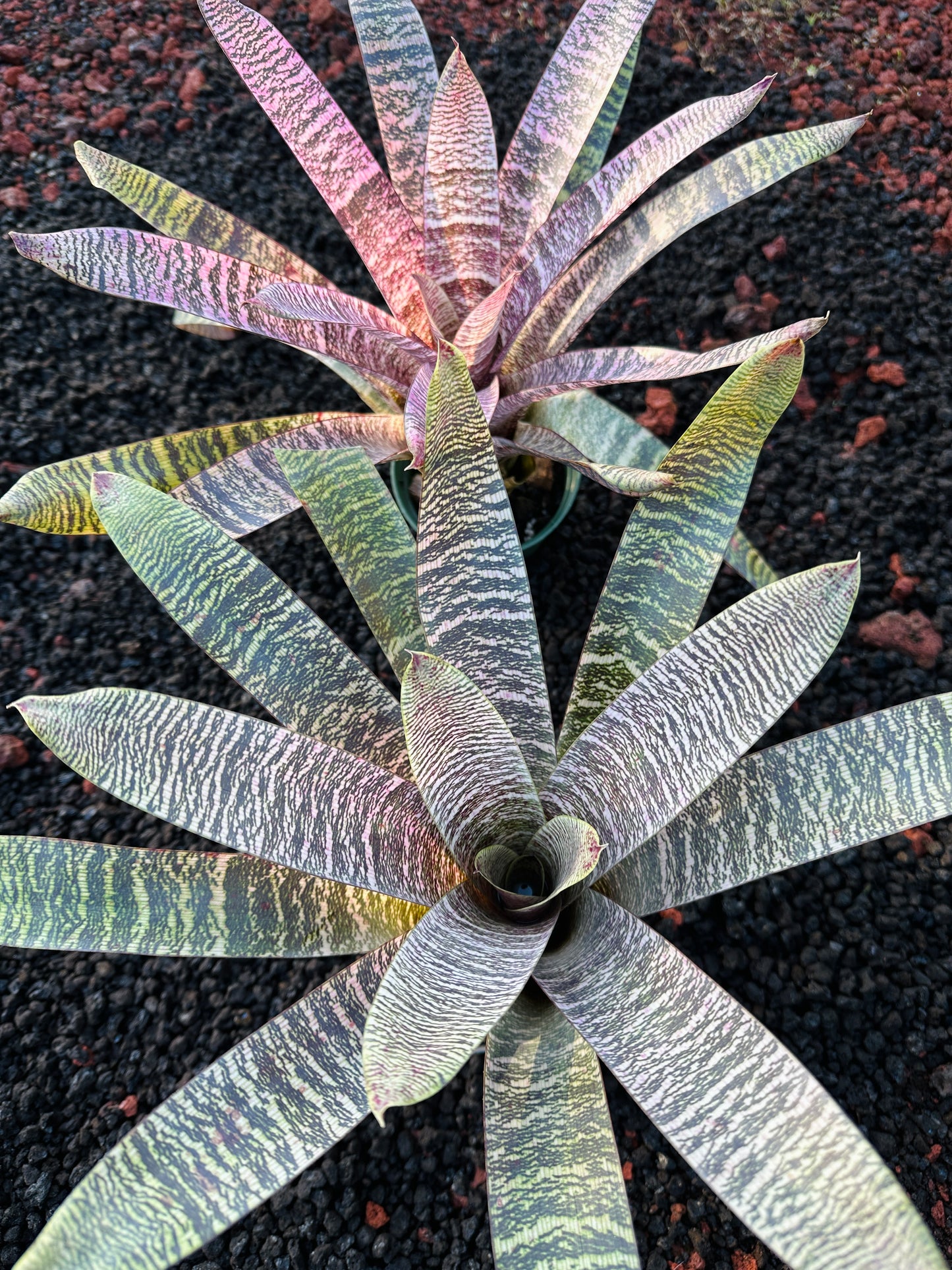 Vriesea ‘Ellen Yoshimura Harrell’
